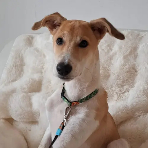 ברונו סיומינה, בן חצי שנה