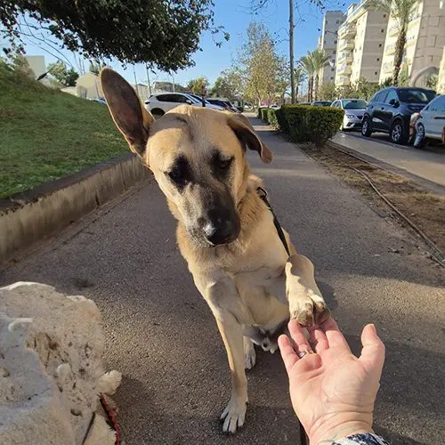 זאוס ויסמן, בן 1.3, 