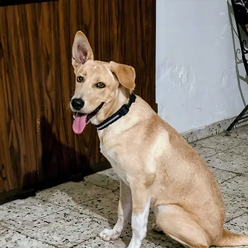 לואי בוכבינדר, בן שנה