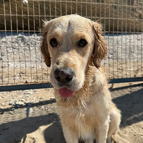 מיילו יעקב, בן שנתיים